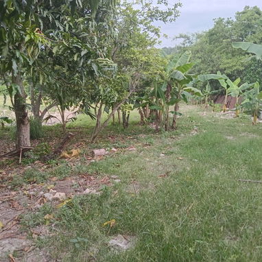 Finca - Img 126335875