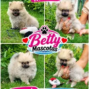 💖 POMERANIA HEMBRITA CARA DE OSO BETTY MASCOTAS WHATSAPP 52506841 💖 - Img 57497895