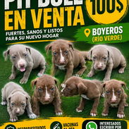 Venta de pit bull - Img 55657897
