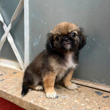 🐶✨ 🐾 SPANIEL TIBETANOS MACHITOS  🐾   BETTY MASCOTAS WHATSAPP 52506841 ✨🐶 - 6/10