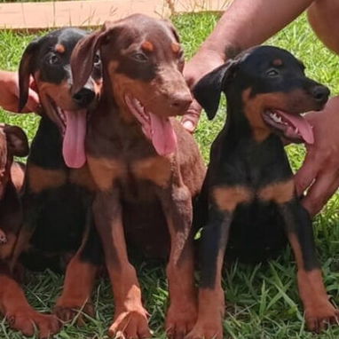 BELLOS DOBERMAN - Img 121959426