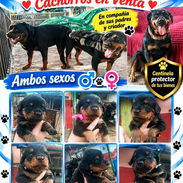 🐾🖤 ¡HERMOSA CAMADA DE ROTTWEILER WHATSAPP 52506841 ! 🖤🐾 - Img 56484864