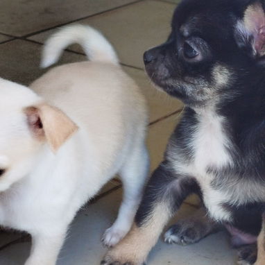 Si buscas una Exelente compañía pitbull, Chihuahua, shitzu, bulldog francés,53818081: - Img 123407619