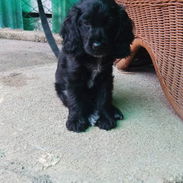 COKER SPANIEL,hembra,en 150 USD o equivalente(ACEPTO TRANSFERENCIA)TENGO MENSAJERÍA,tiene 62 días y está desparacitada. - Img 55756804