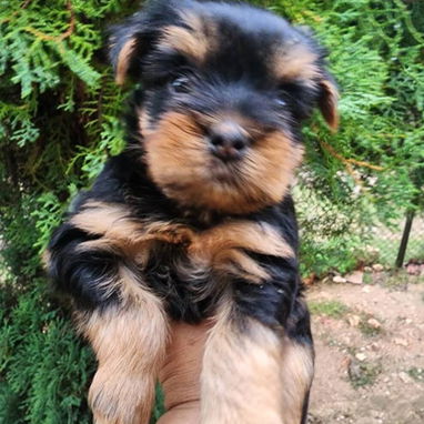 ((( YORKSHIRE TERRIER MACHOS EN VENTA BETTY MASCOTAS WHATSAPP 52506841 )))) - Img 120731219