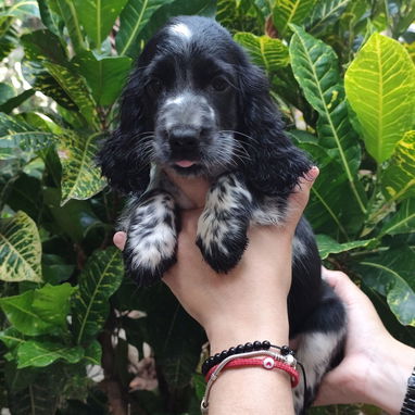 Hermosos Cocker Spaniel 😍 - 4/4