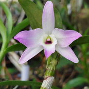 Orquideas - Img 56797078