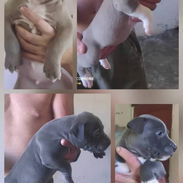 Ya tu sabes llego la tiza en pitbull american - Img 53842065