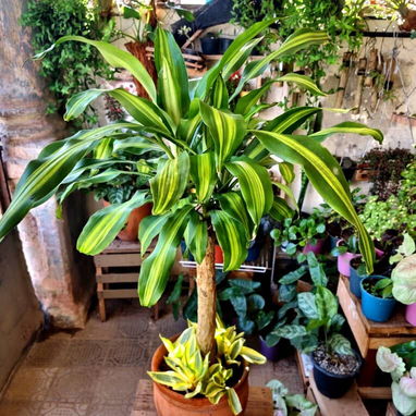 Plantas grandes y espectaculares para decorar los espacios de tu casa o terrazas - Img 126058690