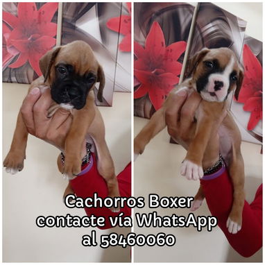 Tienda de Mascotas - Img 125529603