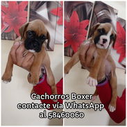 Cachorros Boxer - Img 56213073