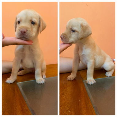 Cachorros de Labrador en venta‼️ - Img 125564633