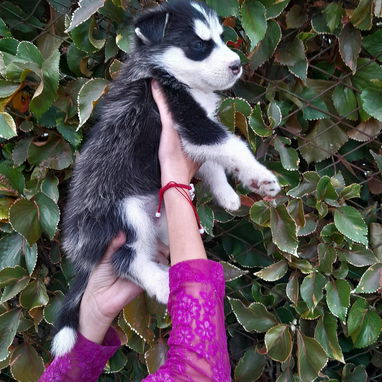 Cachorras Husky siberiano - Img 122341404