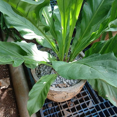 Servicio de jardinería - 3/4