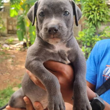 💜💜💜* 🐶 PITBULL AZUL  AMBOS SEXOS VARIEDAD DE COLORES WHATSAPP  58746643... 💜💜💜. - Img 125452533