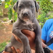 PITBULL AZUL,ambos sexos,en 200 USD o equivalente,TENGO MENSAJERÍA,tienen 65 días y están desparacitados - Img 56235341