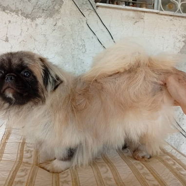 PEQUINÉS IMPERIAL,macho en 200 USD o equivalente,TENGO MENSAJERÍA,tiene 8 meses,ESTÁ VACUNADO y desparacitado - 2/4