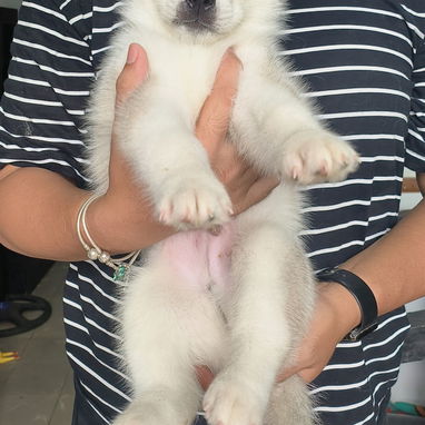 Husky siberiano - Img 123533874
