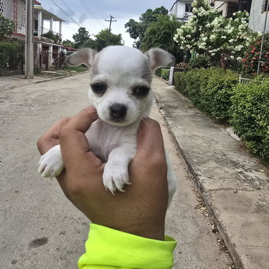 Chihuahuas minis blancos - 2/2