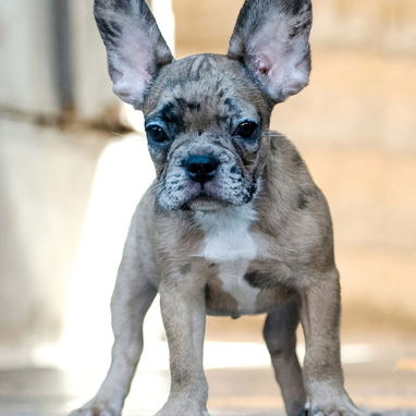 Bellos cachorros bulldog Francés machos fawn merles - Img 123484354