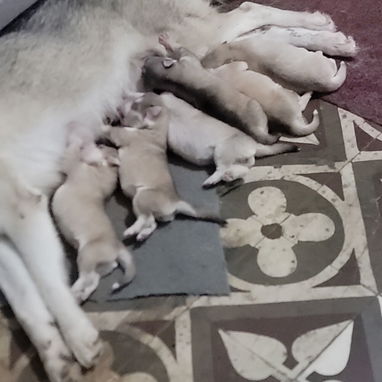 Husky en venta - Img 122514445
