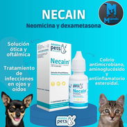 Necain - Img 56027866
