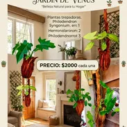 🌿Plantas trepadoras para colgar 🌿 - Img 57159179