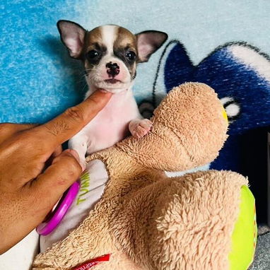 🐾Hermosos Chihuahuitas🍏de los más pequeñitos ambos sexos🌸💙🤏🏻🎁🐶excelente genética🧬 🗒️todas sus desparasitacione - Img 125321091