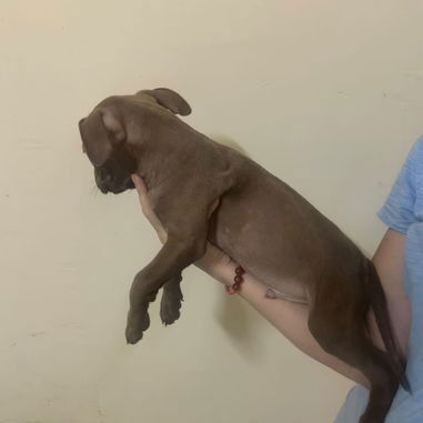 Pitbull - Img 123083109