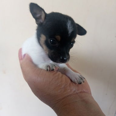 En venta perrito original Chihuahua - 6/9