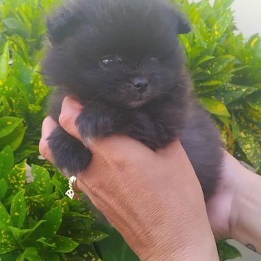POMERANIA,macho,en 800 USD o equivalente(ACEPTO TRANSFERENCIA)TENGO MENSAJERÍA,tiene 70 días y está desparacitado. - Img 122657464