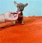 Chihuahuas Hembritas talla pequeña Saludables desparasitadas y juguetonas - Img 45936124