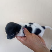 En venta perrito original Chihuahua - Img 56775494