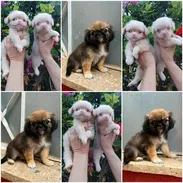 ((( CACHORROS DE SPANIEL TIBETANOS AMBOS SEXOS WHATSAPP 58746643 ))). - Img 58016268