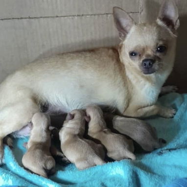 Chihuahua hembra cabeza de manzana de 5 meses - 9/9