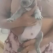 Cachorros pitbull listos para su nuevo hogar ya vacunados - Img 58185253