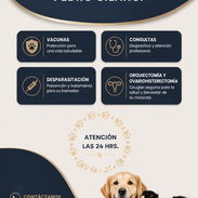 Veterinario a domicilio - Img 57162446