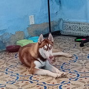 Husky siberiano - Img 57130938
