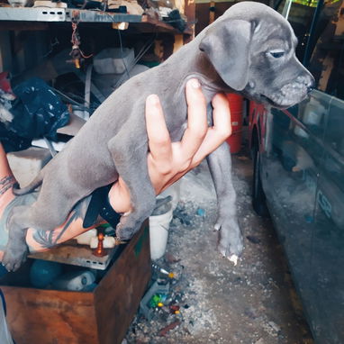 Hermosos perros pitbull ambos sexos... - 4/8