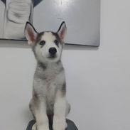 HUSKY SIBERIANO,macho,en 150 USD o equivalente,TENGO MENSAJERÍA,de 70 días,desparacitado,entrega con historia clínica - Img 55563983