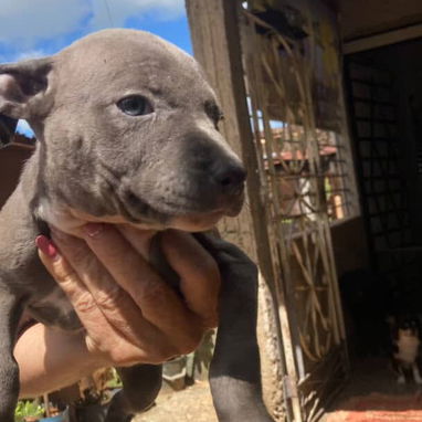 PITBULL hembras CON PADRE BULLY Y MADRE PITBULL,en 200 USD o equivalente,TENGO MENSAJERÍA,tienen 55 días y desparacitada - 8/10
