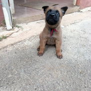 Vendo cachorrita de pastor belga malinois - Img 57407603
