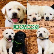 Bellezas de cachorros - Img 50540133