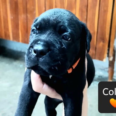CACHORROS CANE CORSO CON PEDIGREE HIJOS DE CÉSAR - Img 125910279