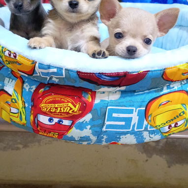 Las razas de tu preferencia Chihuahua , Shitz,labrador , Husky, Salchicha , pitbull,53818081 - 7/7