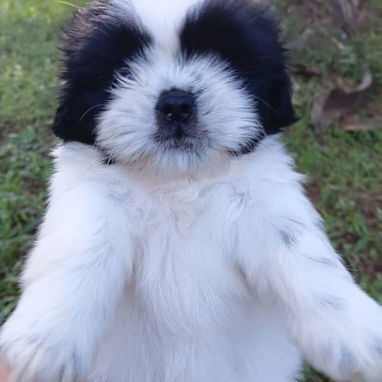 Hermosos cachorros disponibles solo llame al 53818081 - 3/5