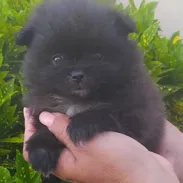 ((( POMERANIA EN VENTA EXCELENTES PADRES BETTY MASCOTAS WHATSAPP 52506841 )))) - Img 55052656