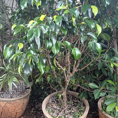Servicio de jardinería 👩🏼🌾 - Img 123648104