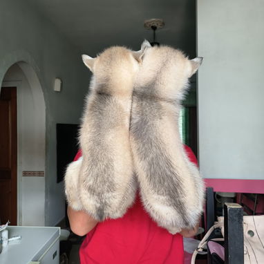 Husky siberiano - Img 124234257