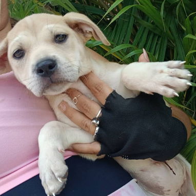 Disponibles todas las razas de perros - Img 119038524